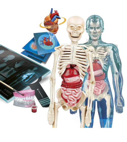 CLEMENTONI- anatomie