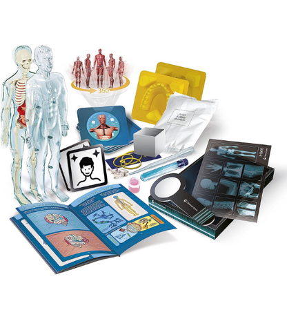 CLEMENTONI- anatomie