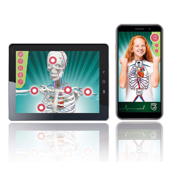 CLEMENTONI- anatomie